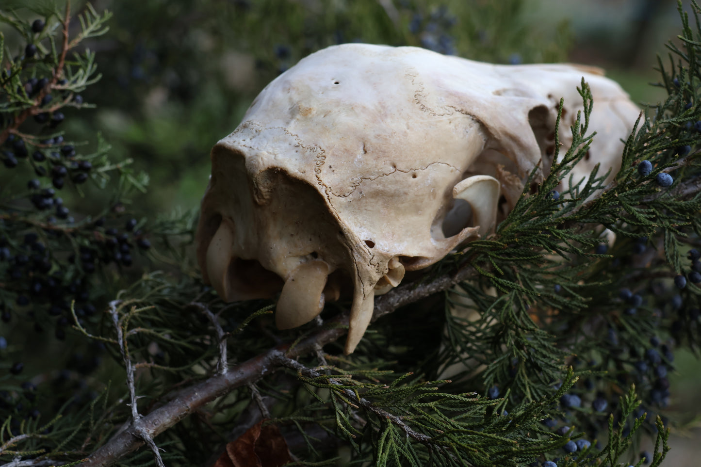 Whitetail Doe Skull