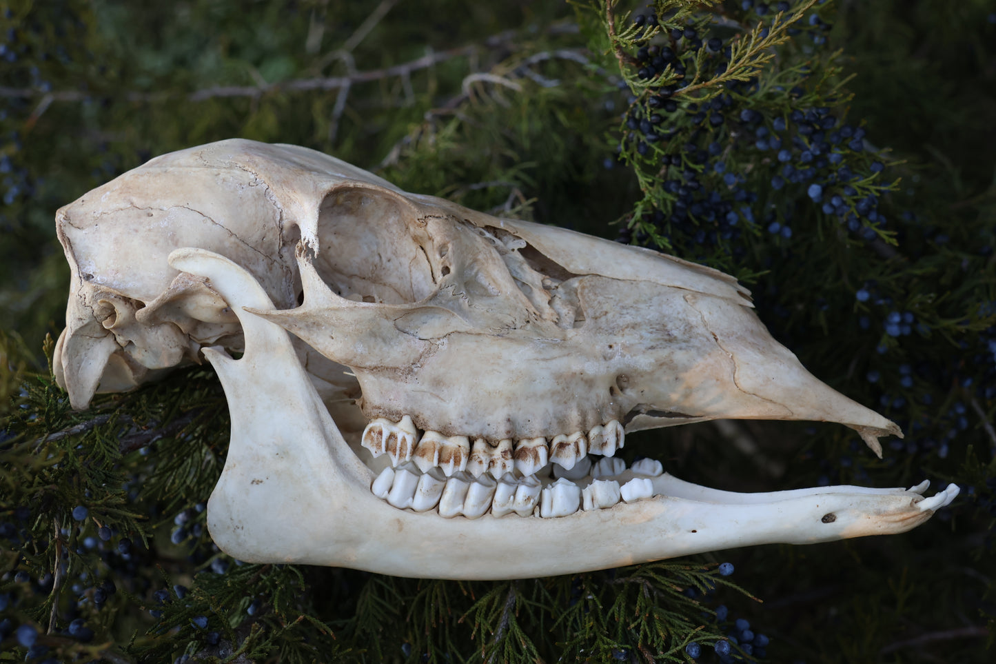 Whitetail Doe Skull