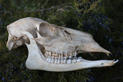 Whitetail Doe Skull