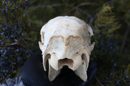Whitetail Doe Skull
