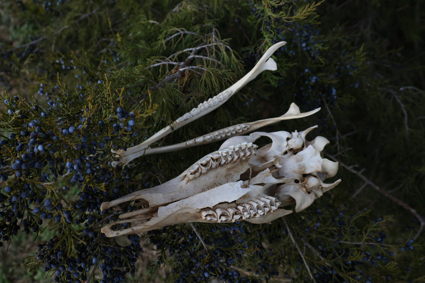 Whitetail Doe Skull