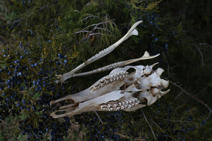 Whitetail Doe Skull