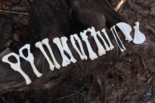 Groundhog Bone Lot