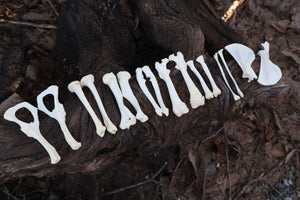 Groundhog Bone Lot