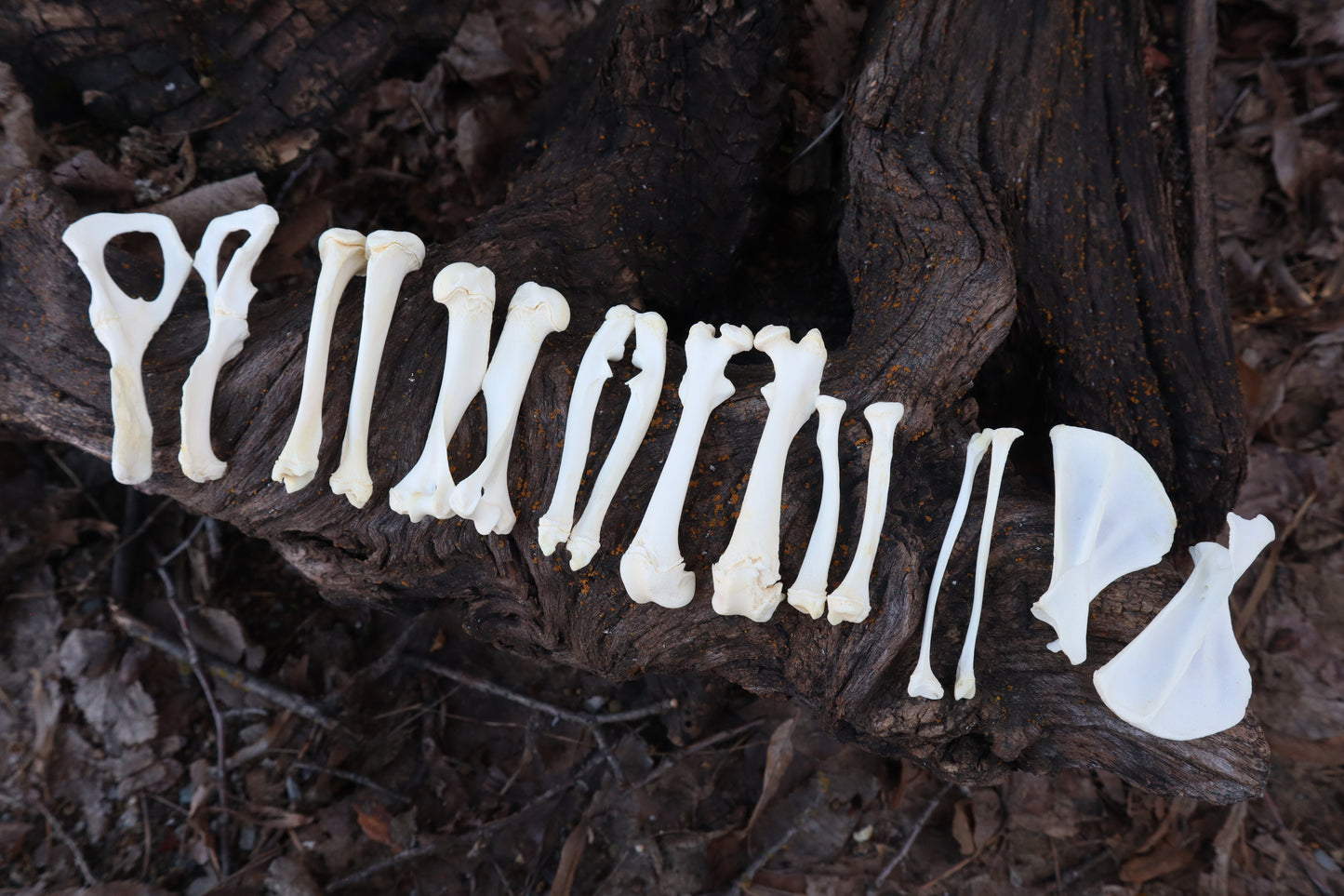 Groundhog Bone Lot