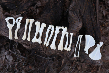 Groundhog Bone Lot