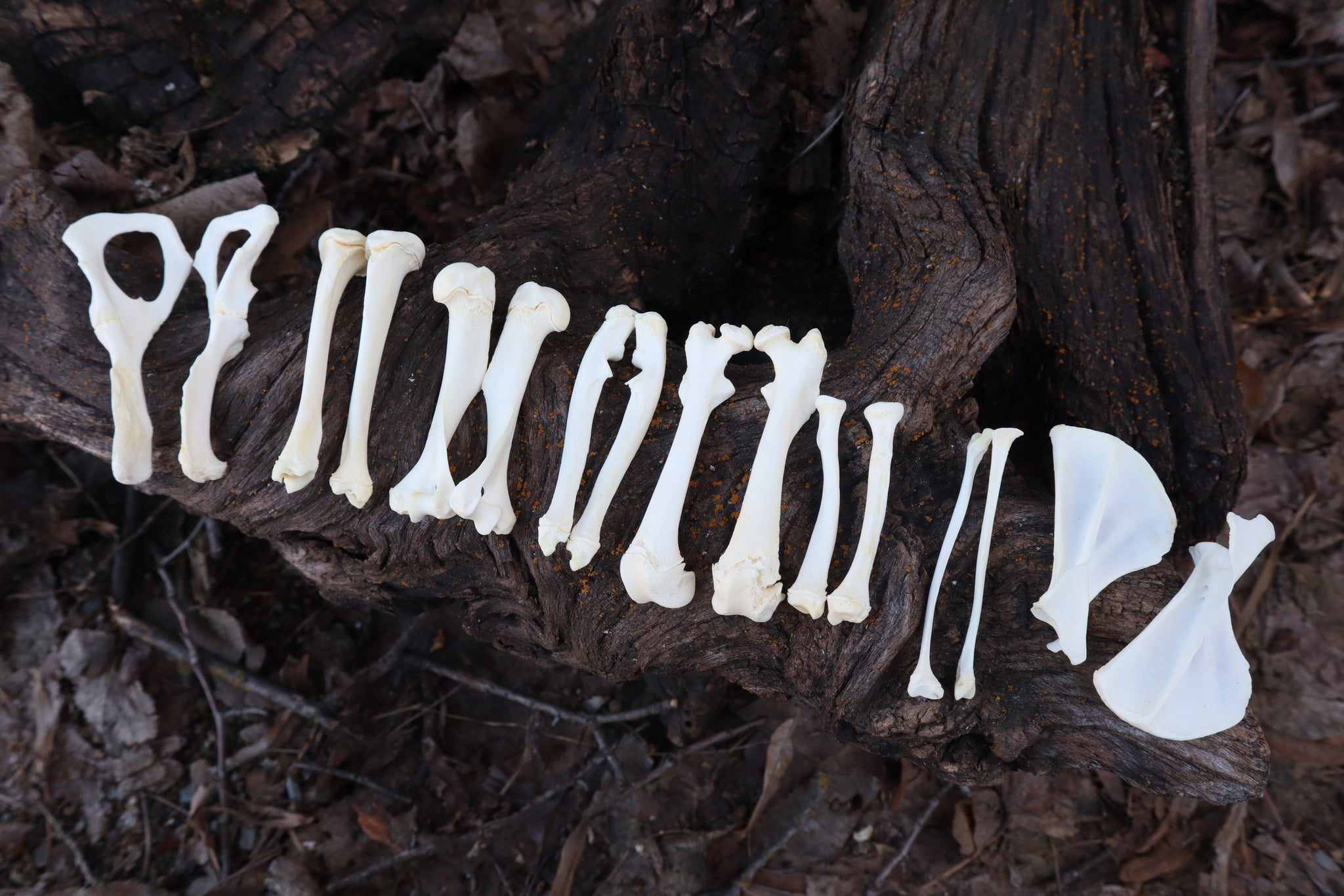 Groundhog Bone Lot