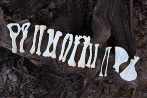 Groundhog Bone Lot