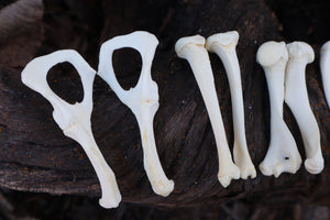 Groundhog Bone Lot
