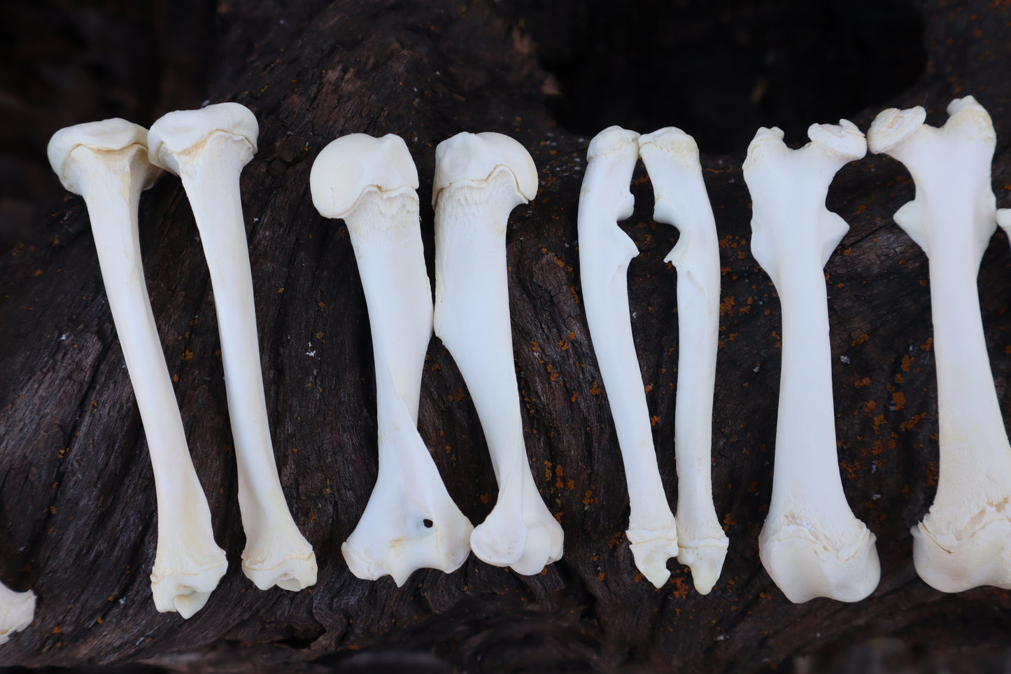 Groundhog Bone Lot