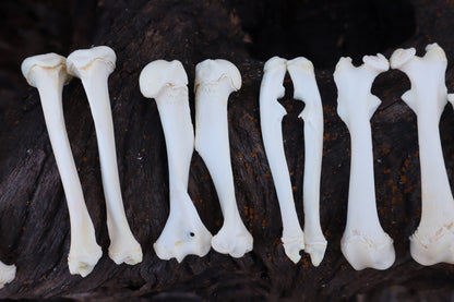 Groundhog Bone Lot