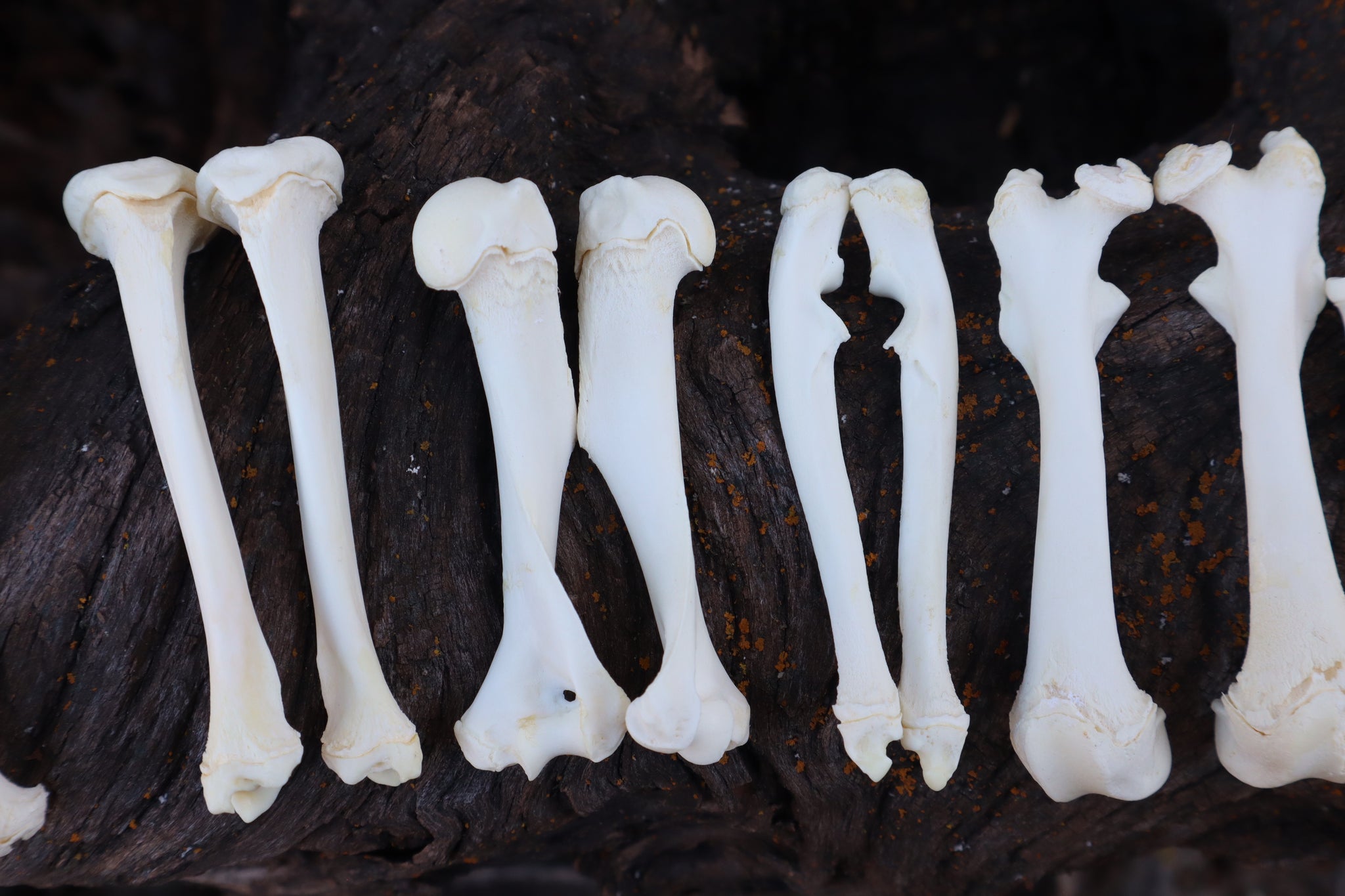 Groundhog Bone Lot