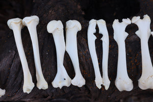 Groundhog Bone Lot