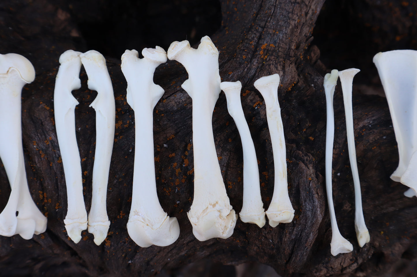 Groundhog Bone Lot
