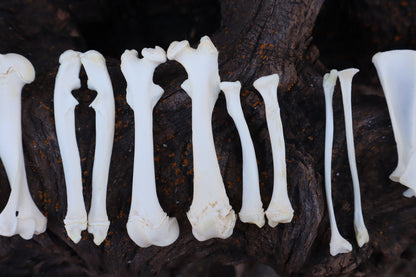 Groundhog Bone Lot