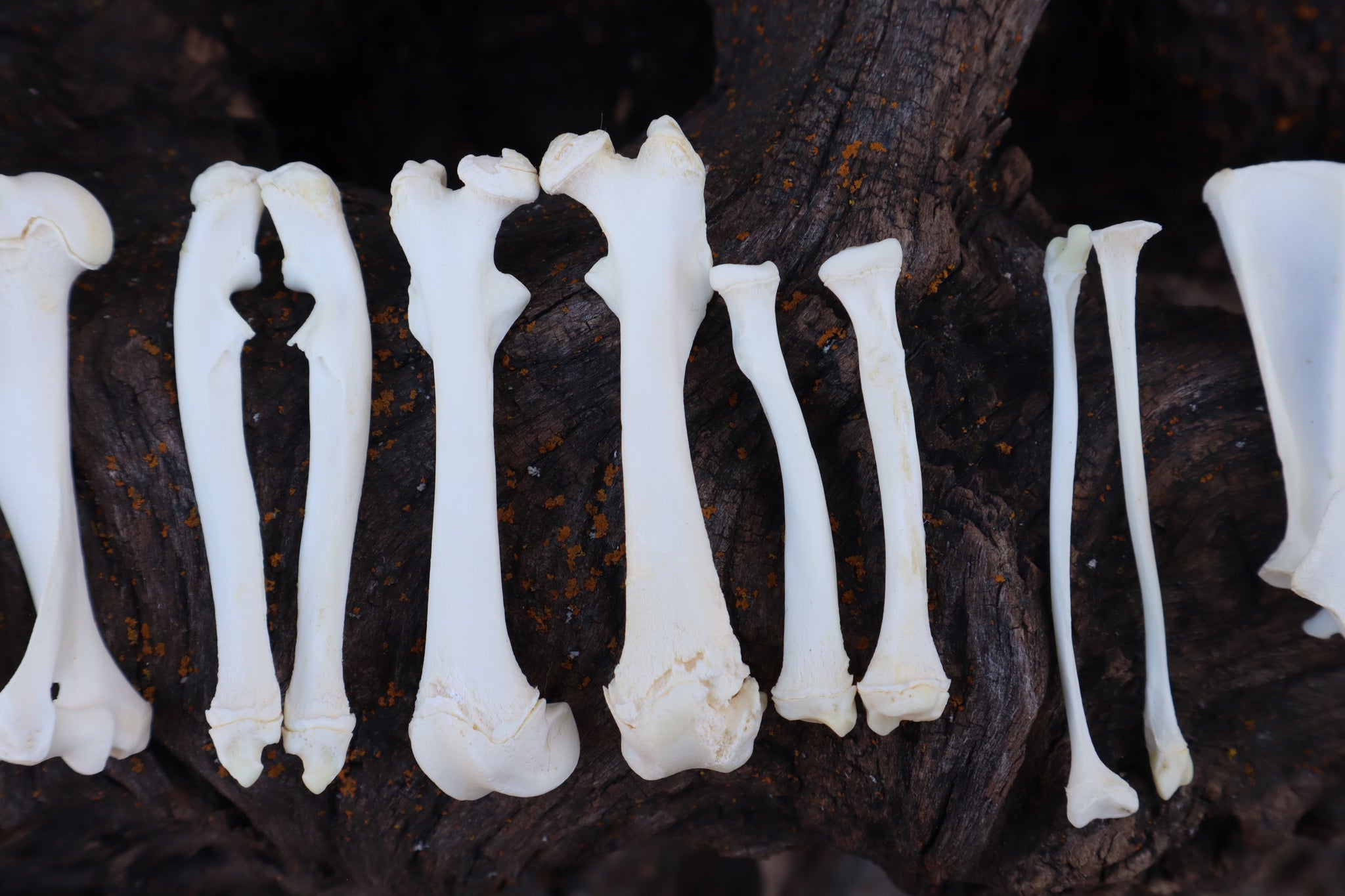 Groundhog Bone Lot