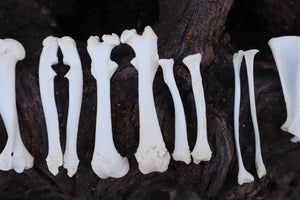 Groundhog Bone Lot