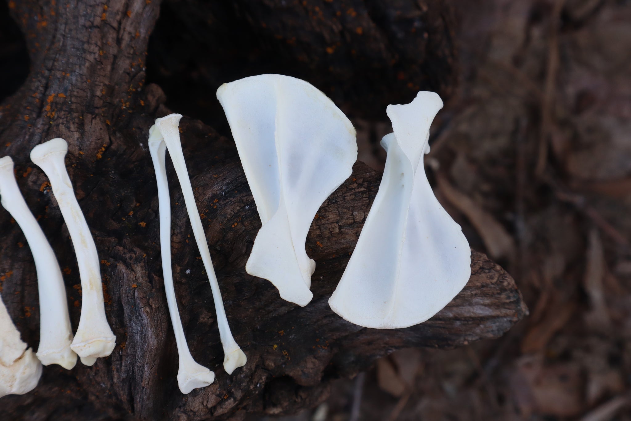 Groundhog Bone Lot