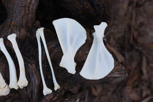 Groundhog Bone Lot