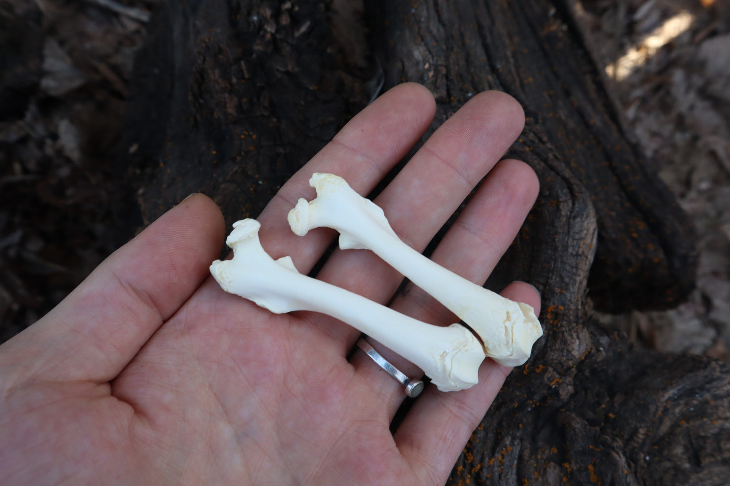 Groundhog Bone Lot