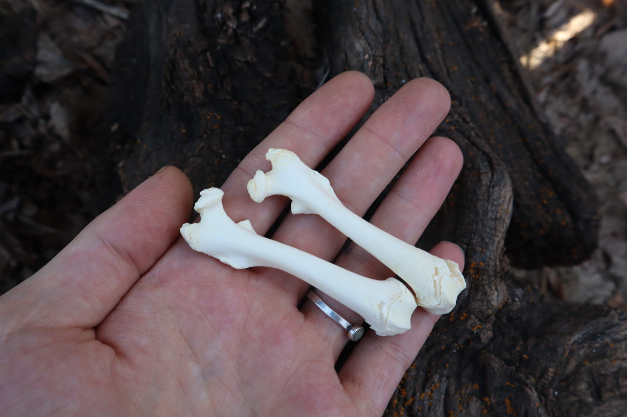 Groundhog Bone Lot