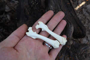 Groundhog Bone Lot