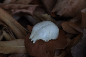 Kitten Skull Cap