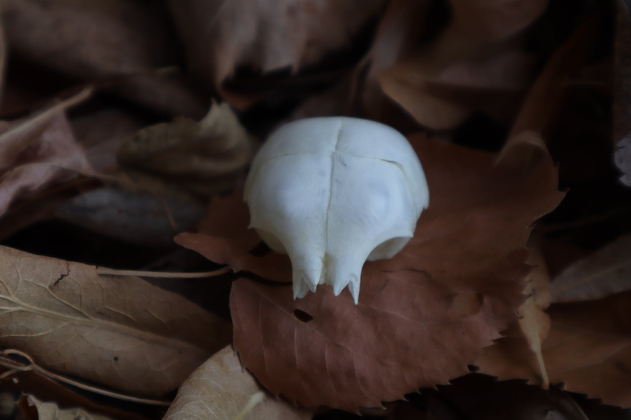 Kitten Skull Cap