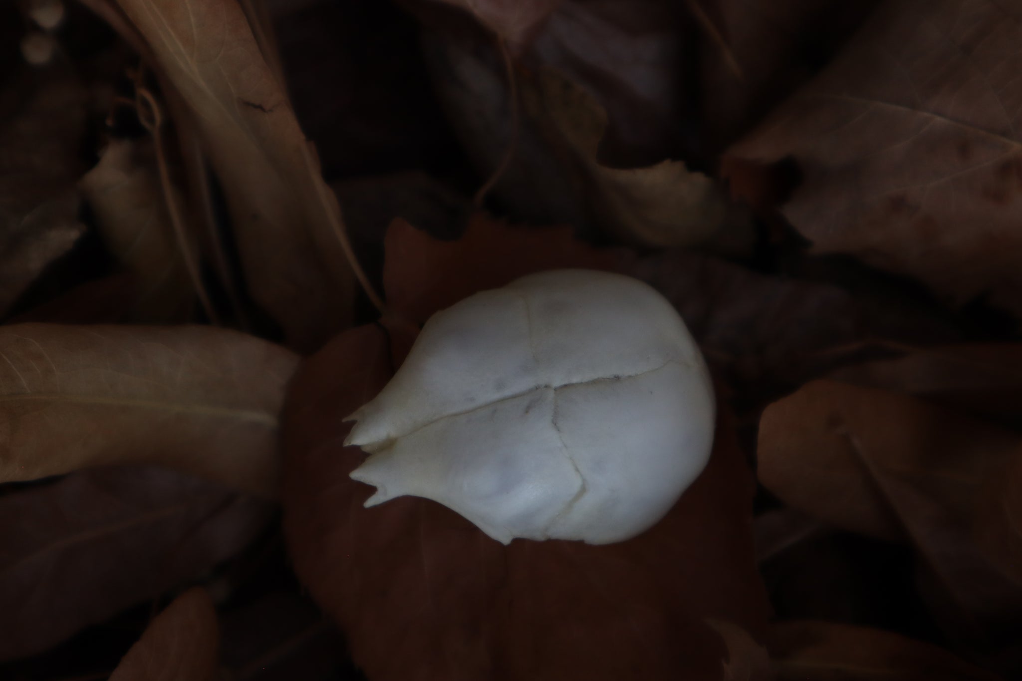 Kitten Skull Cap