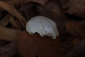 Kitten Skull Cap