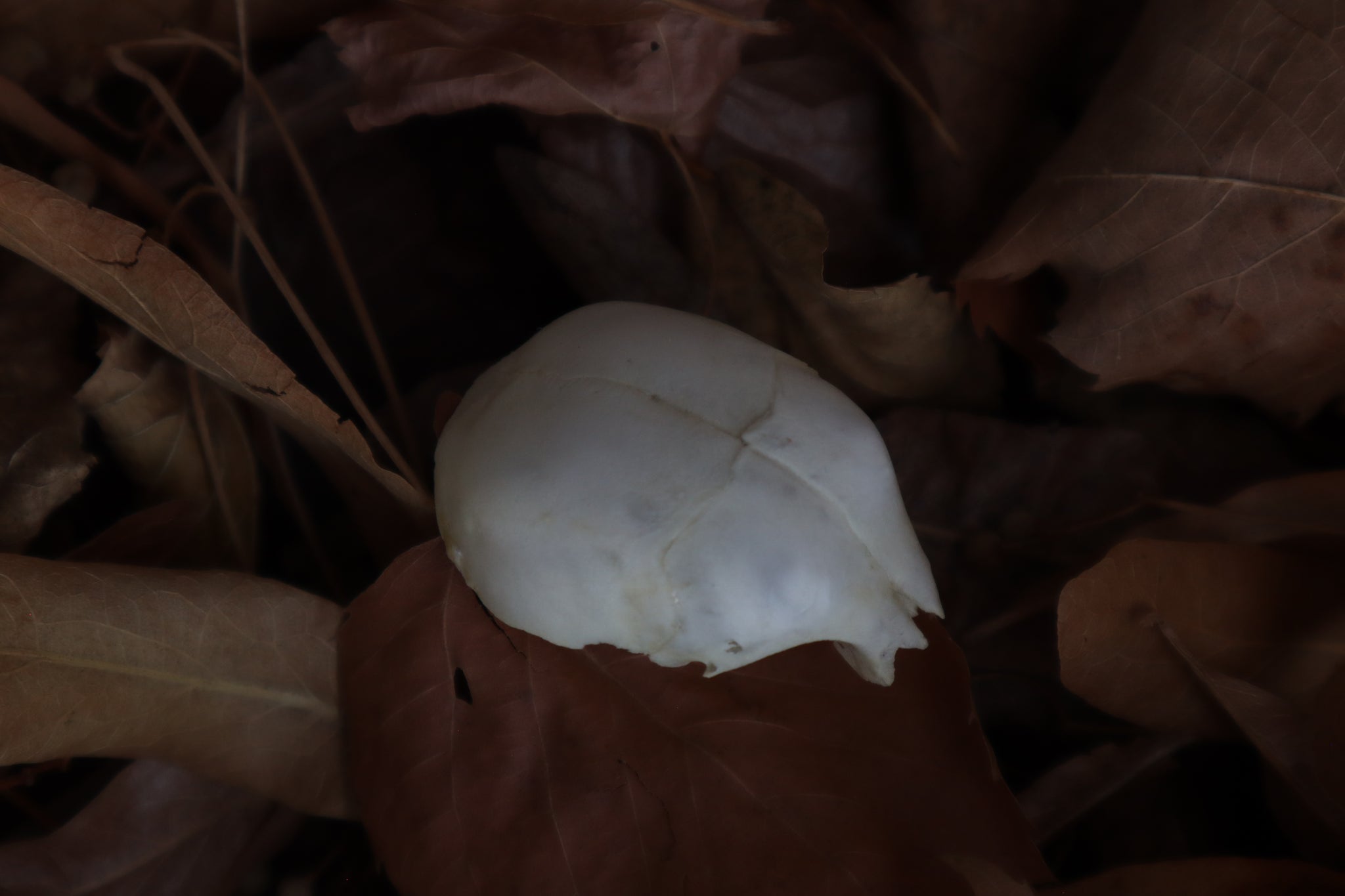 Kitten Skull Cap