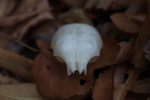 Kitten Skull Cap