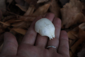 Kitten Skull Cap