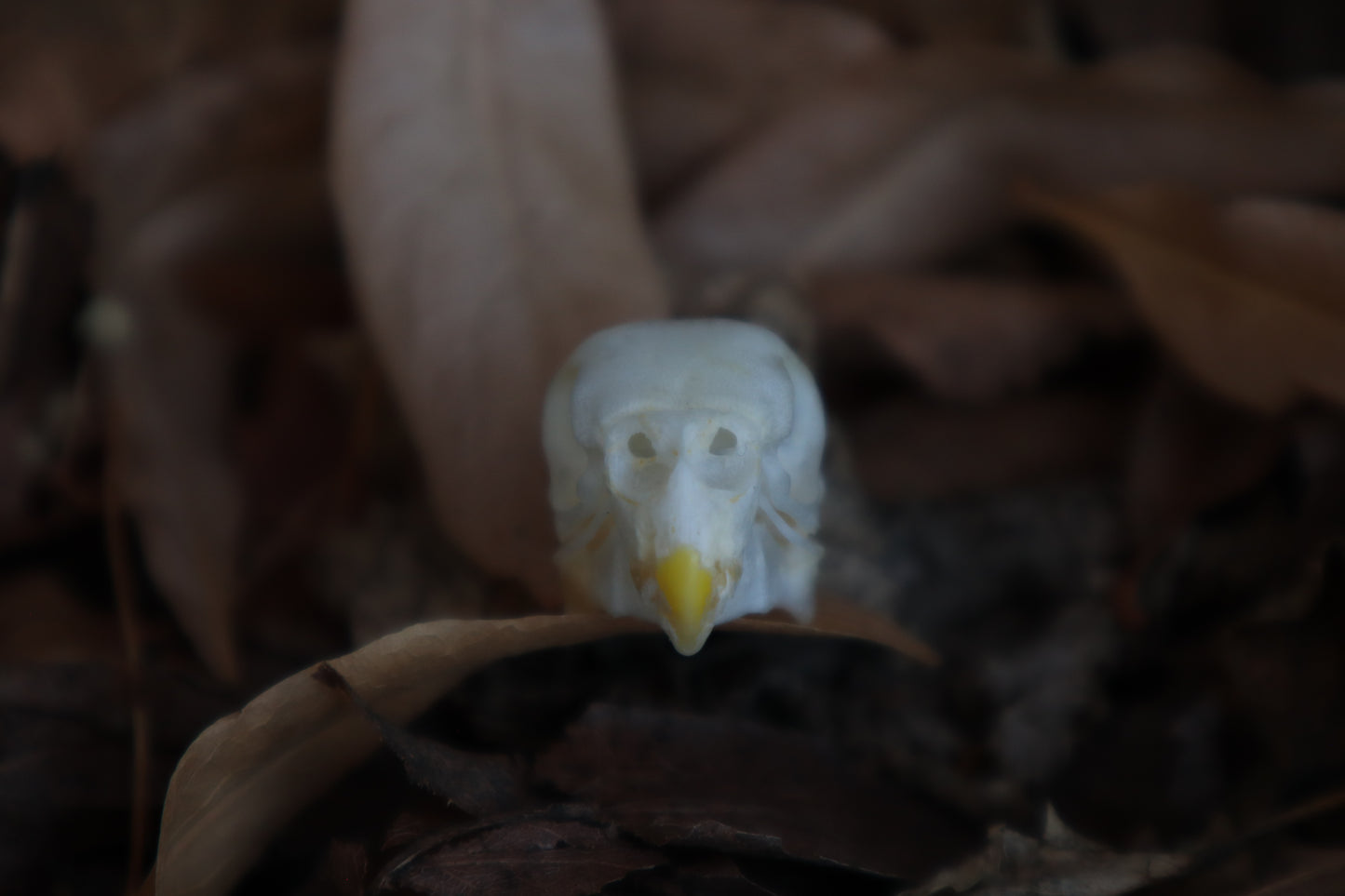 Craft Parakeet Skull