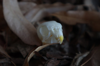 Craft Parakeet Skull