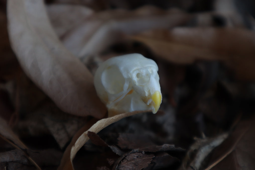 Craft Parakeet Skull