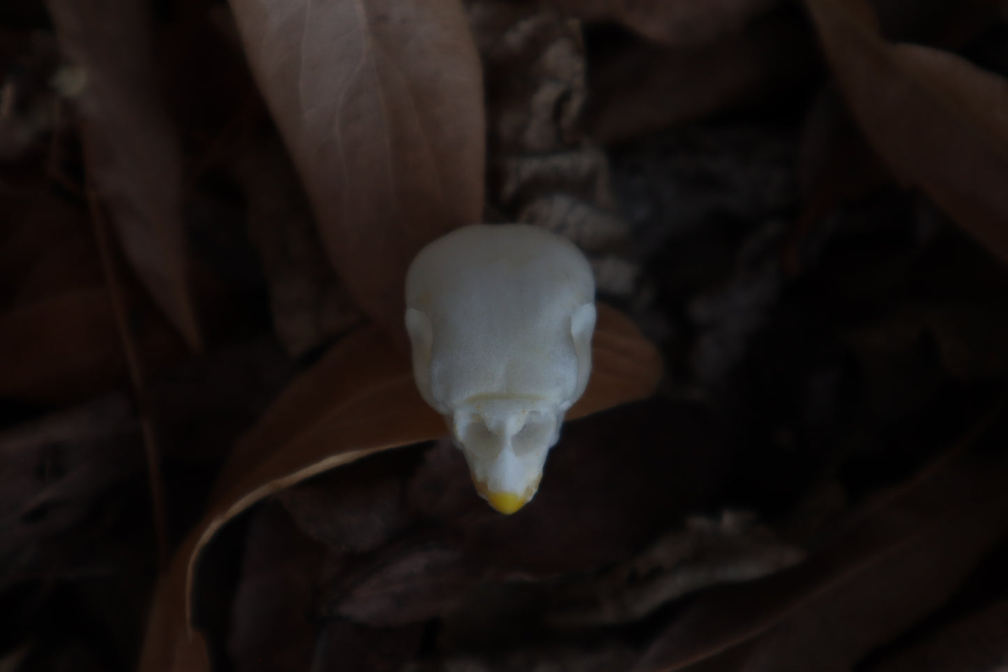 Craft Parakeet Skull