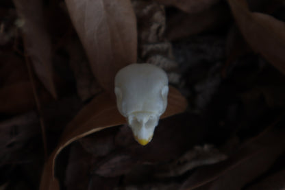 Craft Parakeet Skull