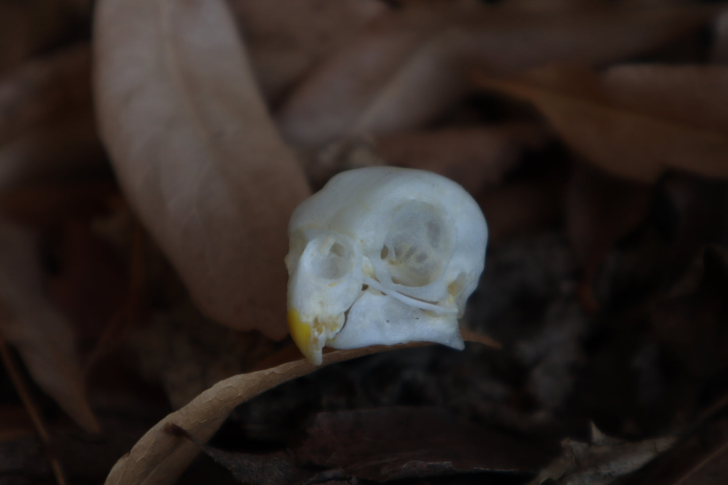 Craft Parakeet Skull