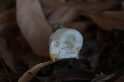 Craft Parakeet Skull