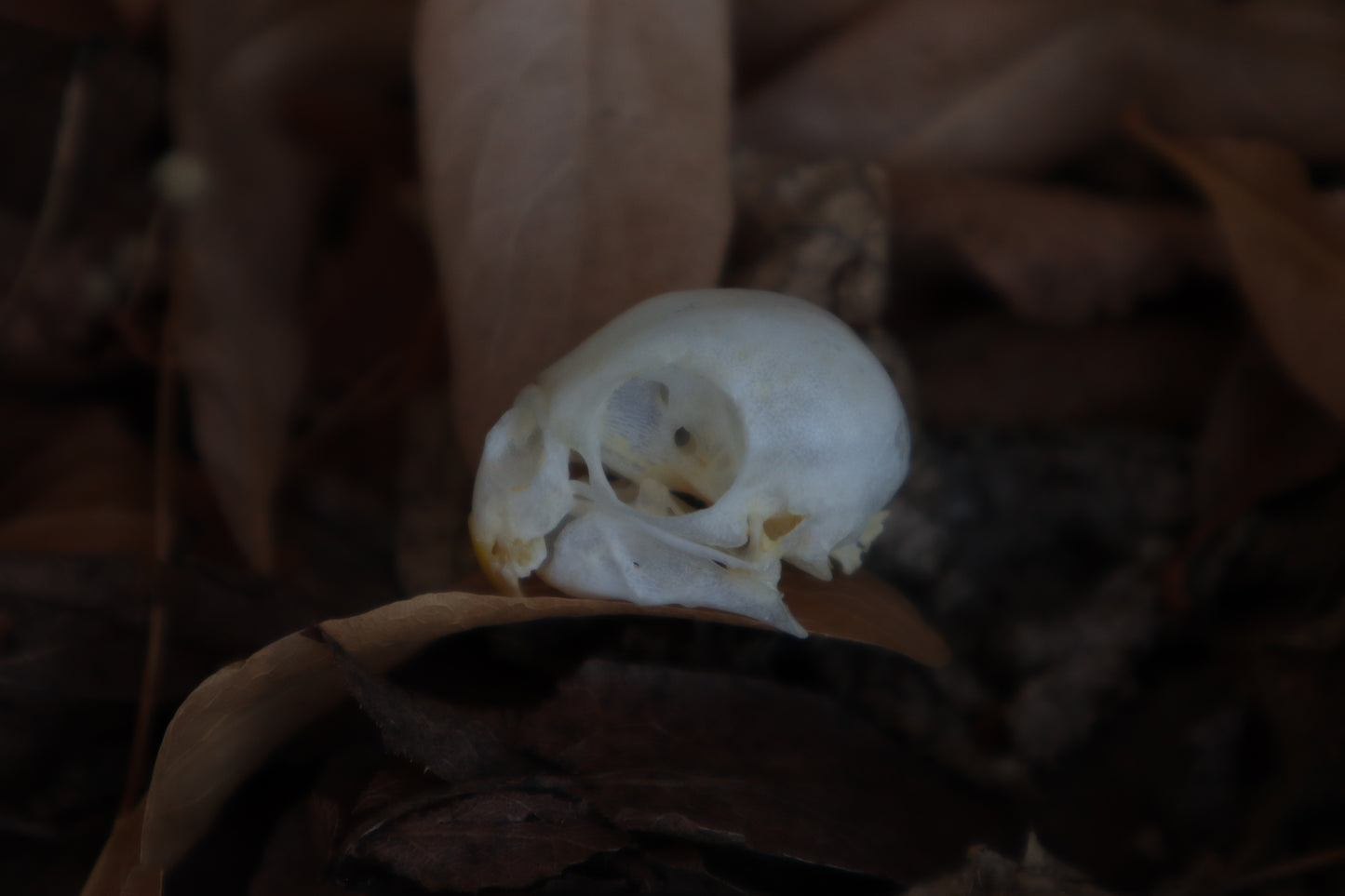 Craft Parakeet Skull