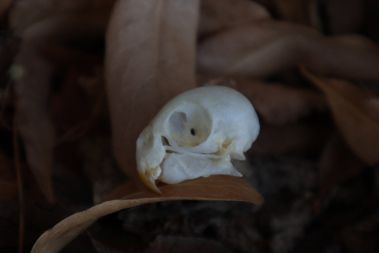 Craft Parakeet Skull