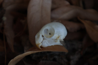 Craft Parakeet Skull
