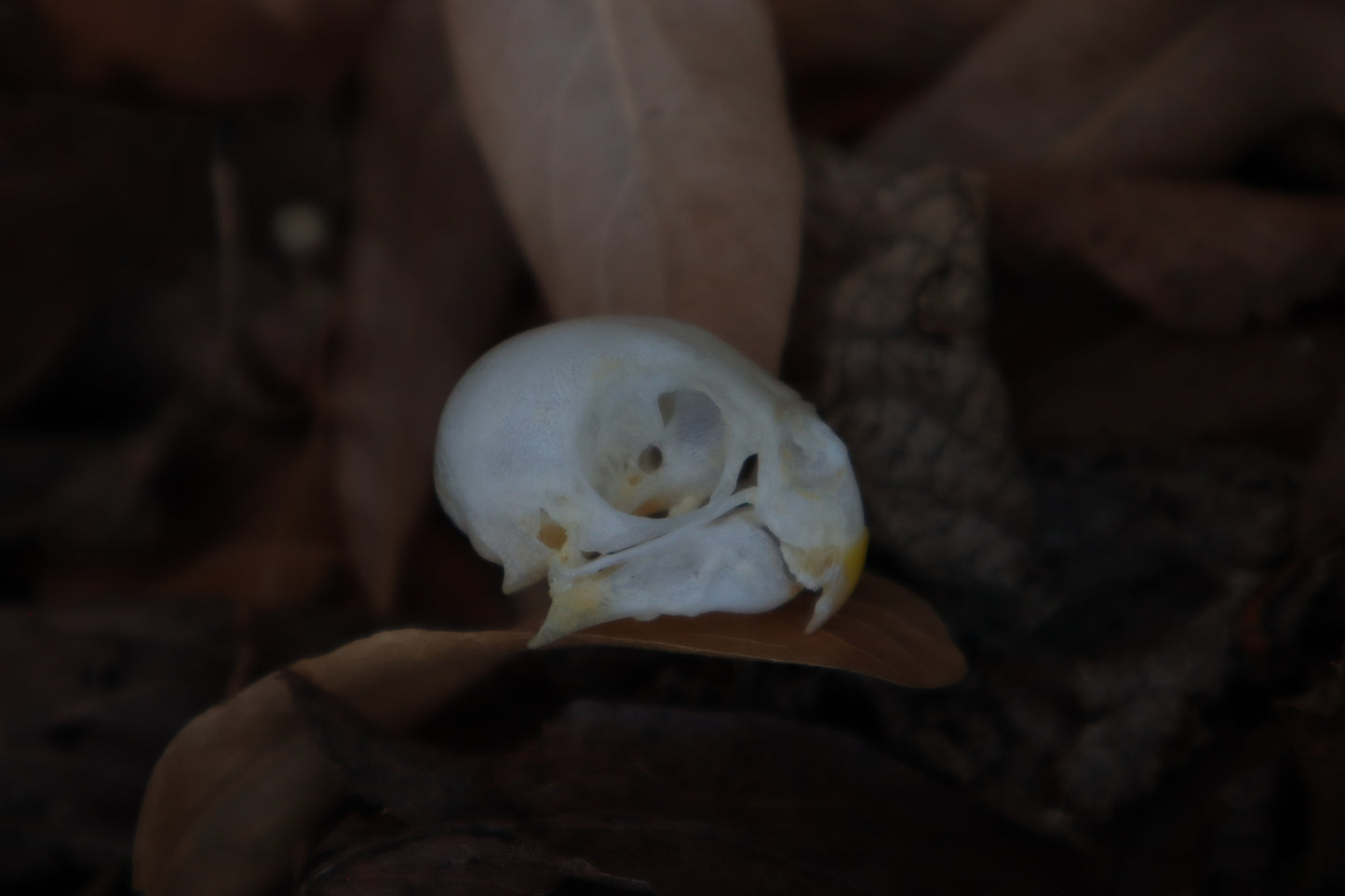 Craft Parakeet Skull