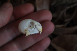 Craft Parakeet Skull