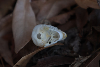 Craft Parakeet Skull
