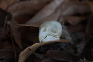 Craft Parakeet Skull