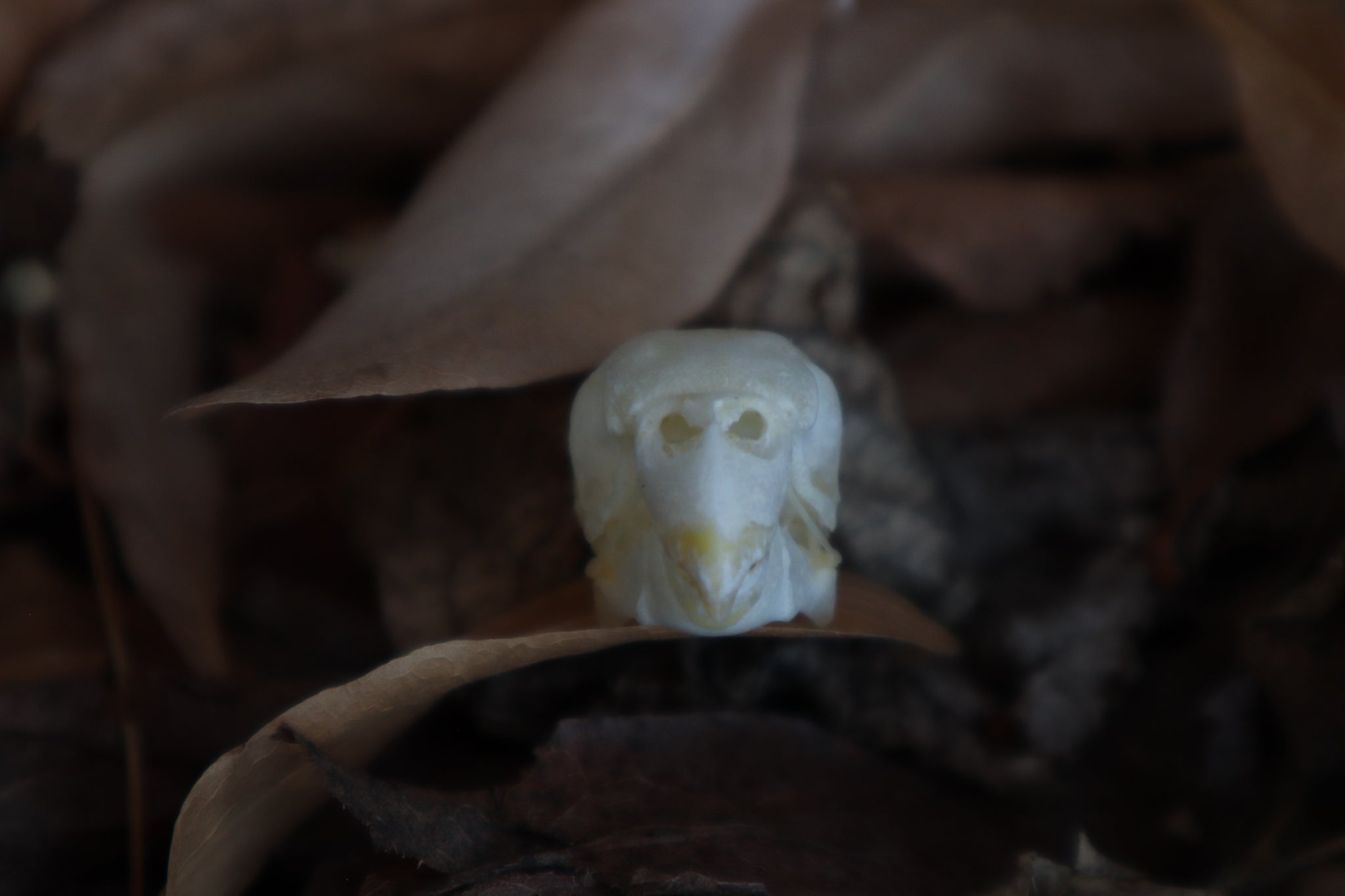 Craft Parakeet Skull