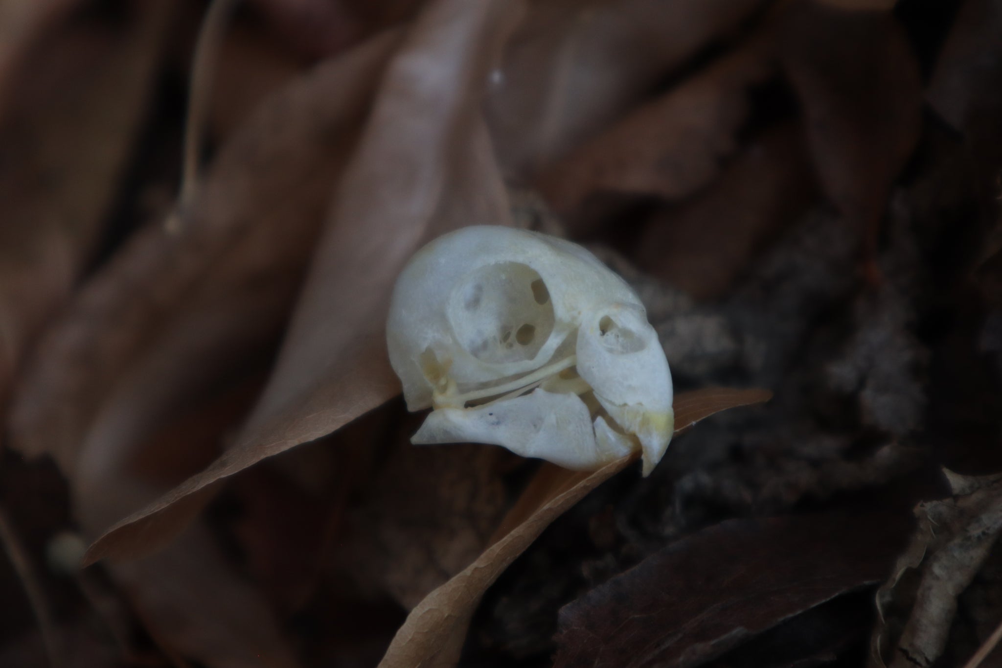 Craft Parakeet Skull