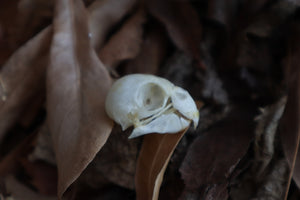 Craft Parakeet Skull